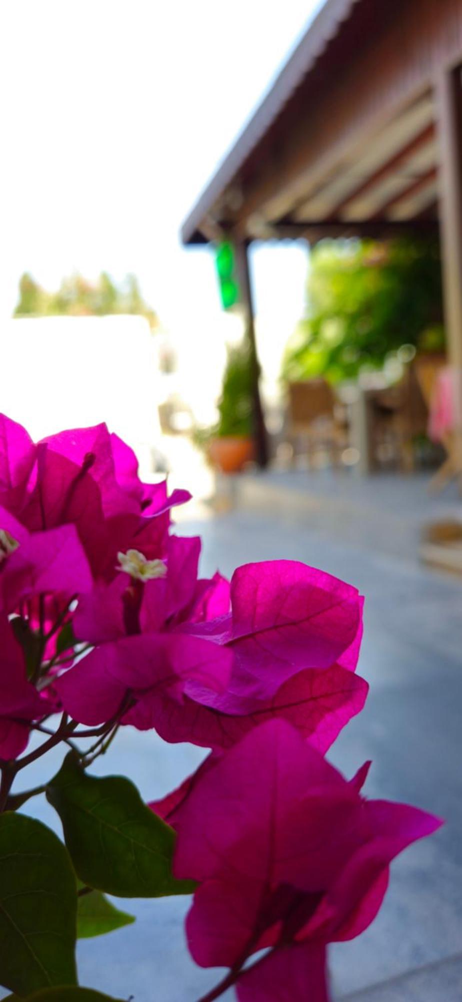 Merkez Kumsal Pansiyon Bodrum Extérieur photo